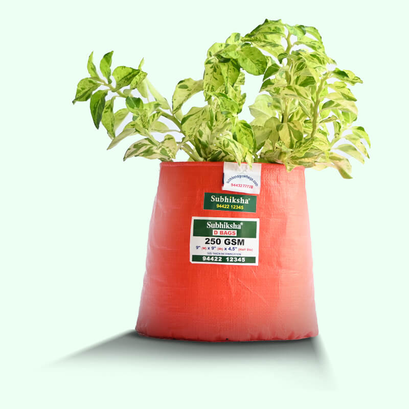 Pasalai Keerai Planting pots