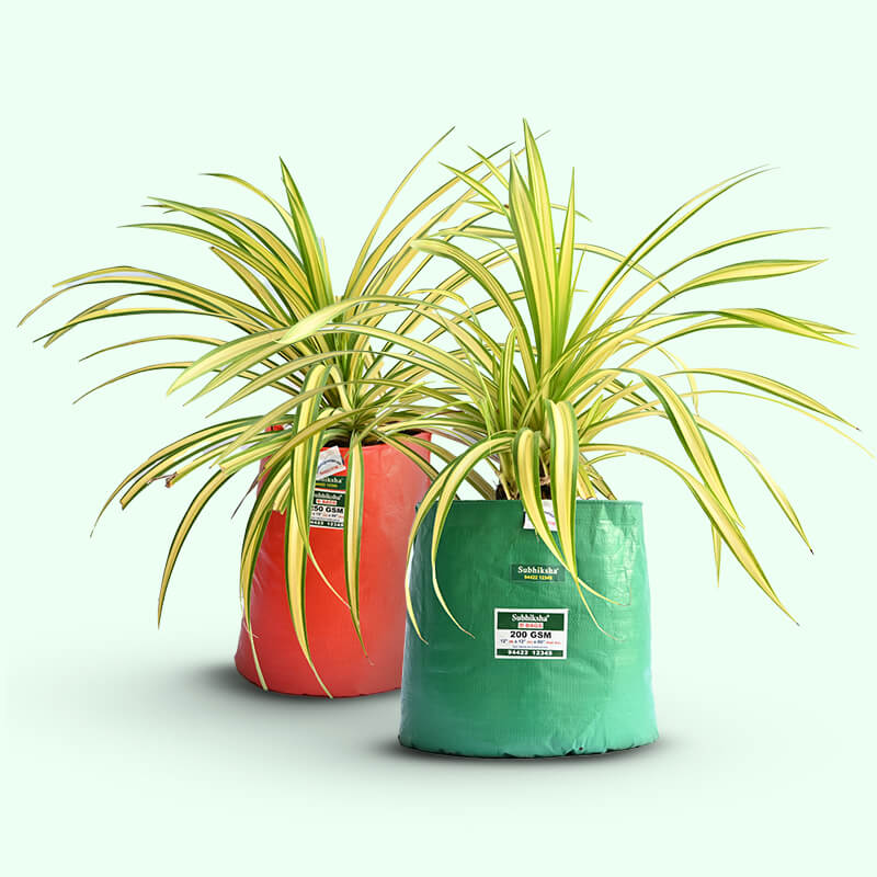 Best vegetable planting bags in terrace