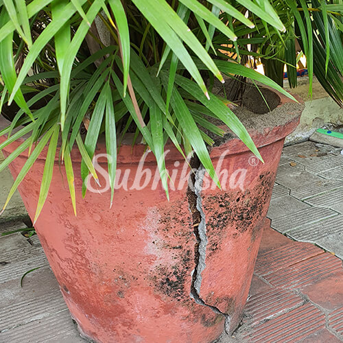 Best lightweight grow bags in Trichy