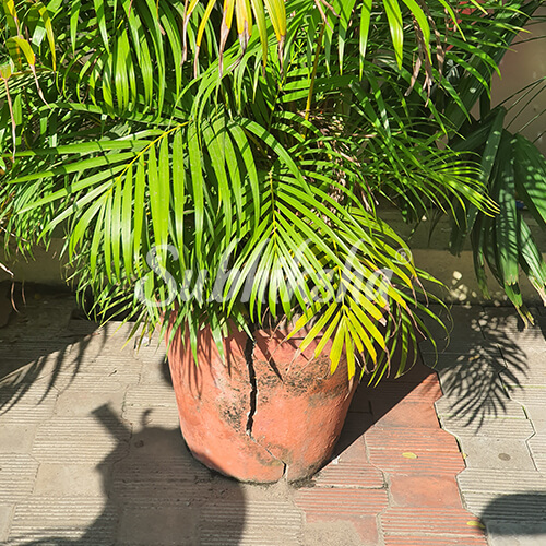 Best lightweight grow bags in Chennai